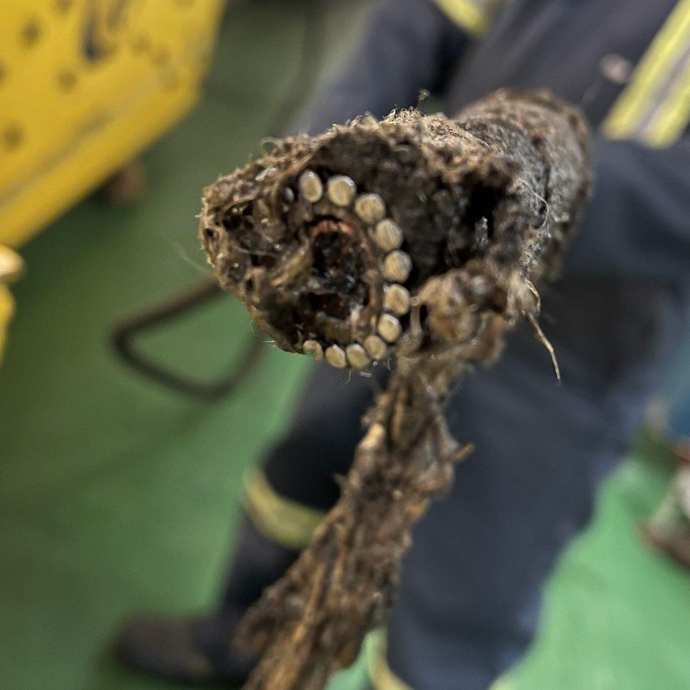 Bell says subsea cable from Cape Breton to Newfoundland was deliberately cut — twice